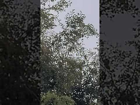 Cotorras Puertorriqueñas En San Juan Puerto Rico 🇵🇷