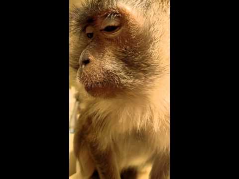 Cum se machiază o MAIMUȚĂ? Te uiți și răm&acirc;i fără cuvinte! Clipul video a adunat peste 30 de MILIOANE de vizualizări!