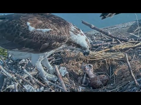 Captiva Osprey Cam | Lena first time feed new born babies | 17.02.2022