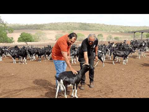 MAIOR REPRODUÇÃO GENÉTICA DE CAPRINOS CANINDÉ, OVINOS MORADA NOVA E GADO NELORE - JOÃOZITO ANDRADE