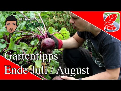 Gemüsegarten - Tipps  und Arbeiten Ende Juli / Anfang August