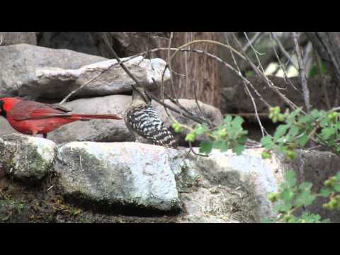 Ladder-backed Woodpecker