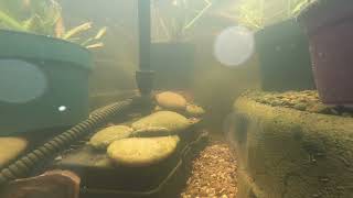 Das Leben im Teich! #water4life