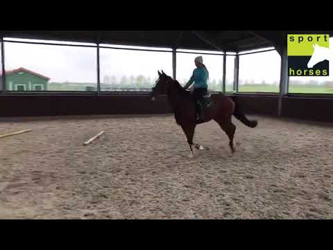 KWPN | Quasimodo van de molendreef  | Burggraaf