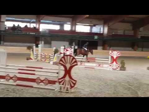 Cherkasy D Z: 4yo stallion by Comme Il Faut x Animo