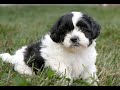 Teddy Bear dogs for sale: Oliver  - Video 1