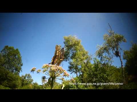 キアゲハの吸蜜、産卵
