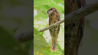 Download lagu Paruh Kodok Papua #birds #urbanwildlifephotography mp3