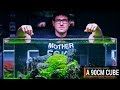 90CM-CUBE PLANTED AQUARIUM WITH AN AWESOME 360 VIEW 90CM-CUBE PLANTED AQUARIUM WITH AN AWESOME 360 VIEW