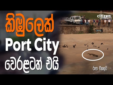 A crocodile has seen ashore in Port City #shorts  | www.citizen.lk