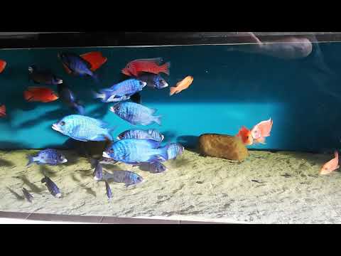 Placidochromis mdoka white lips+aulonacara FF