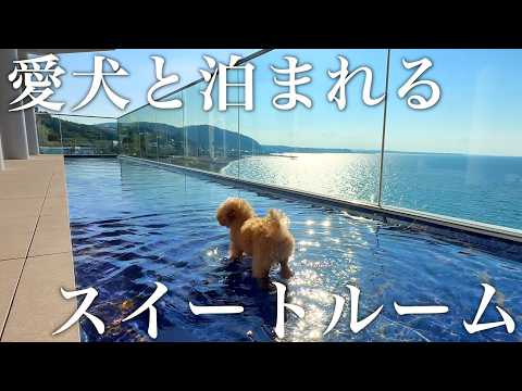 Hund schwimmt im Meer