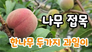 과일나무 접목 한나무 두가지 과일이