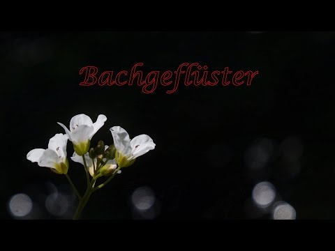 Bachgeflüster