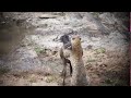 Leopard Vs Wildebeest