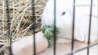 How to Set Up Rabbit Hutches & Cages | Small Pets