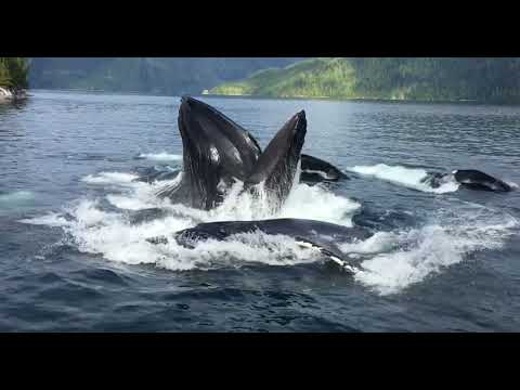 Great Bear Rainforest Safari