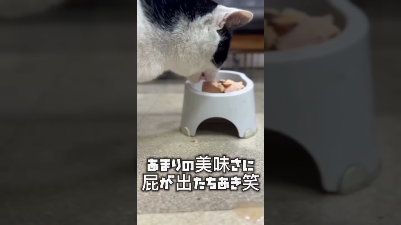 捨て猫（ちあき）に高級食材与えたら・・