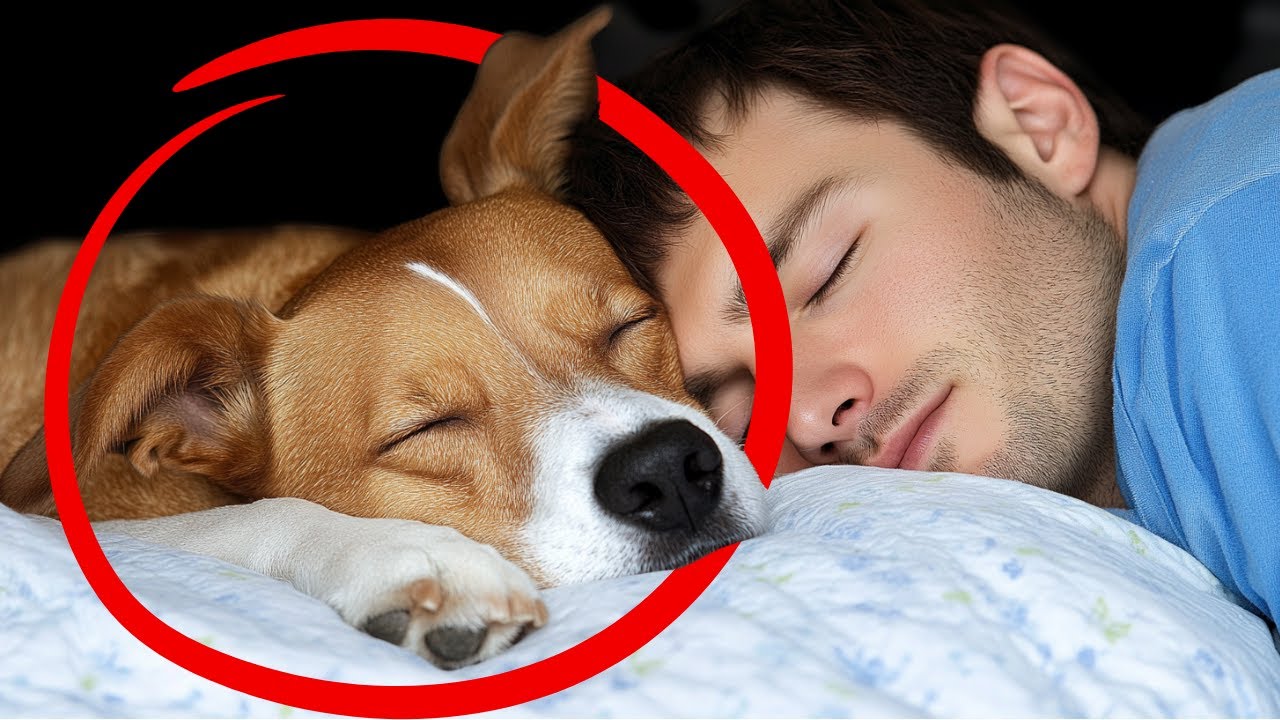 If You Sleep with Your Dog Each Night, THIS Will Happen