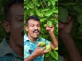 ASMR Rose Apple Eating