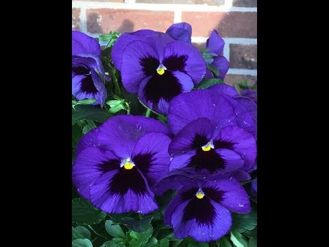 download lagu mp3 mp4 Purple And Yellow Pansies, download lagu Purple And Yellow Pansies gratis, unduh video klip Purple And Yellow Pansies