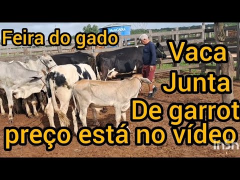 Feira do gado em Brejinho Pernambuco