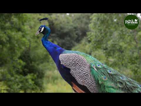 WILDFLOWERS Ep. 1: Jardinagem na Natureza no Pavilhão em Cork