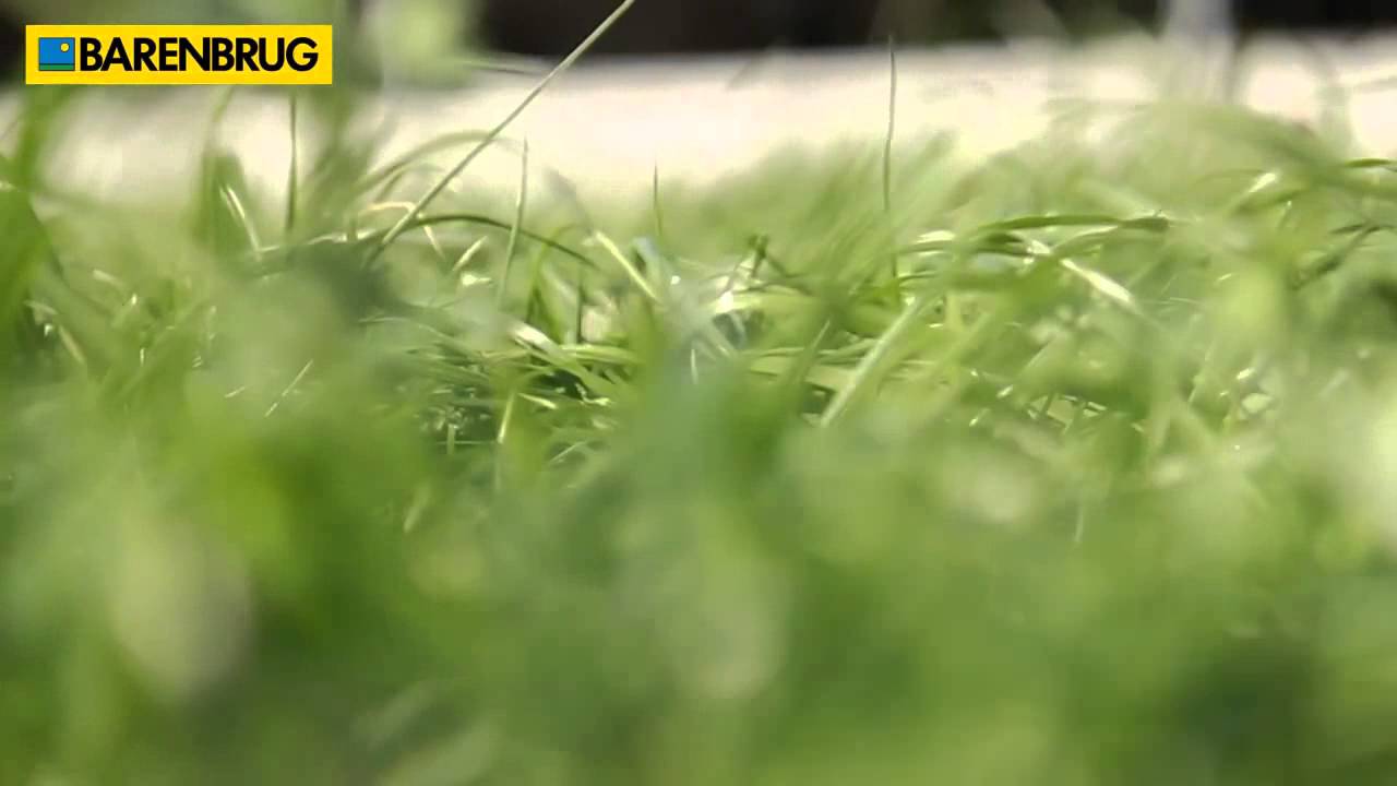 GardenFlora Barenbrug BG 11 Mikway Complex