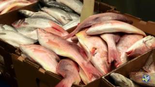 Seafood from Restaurant Depot