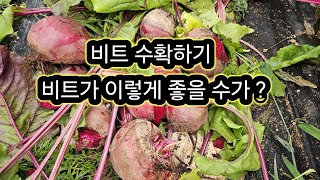 비트 수확하기, 비트가 이렇게 좋을 수가?