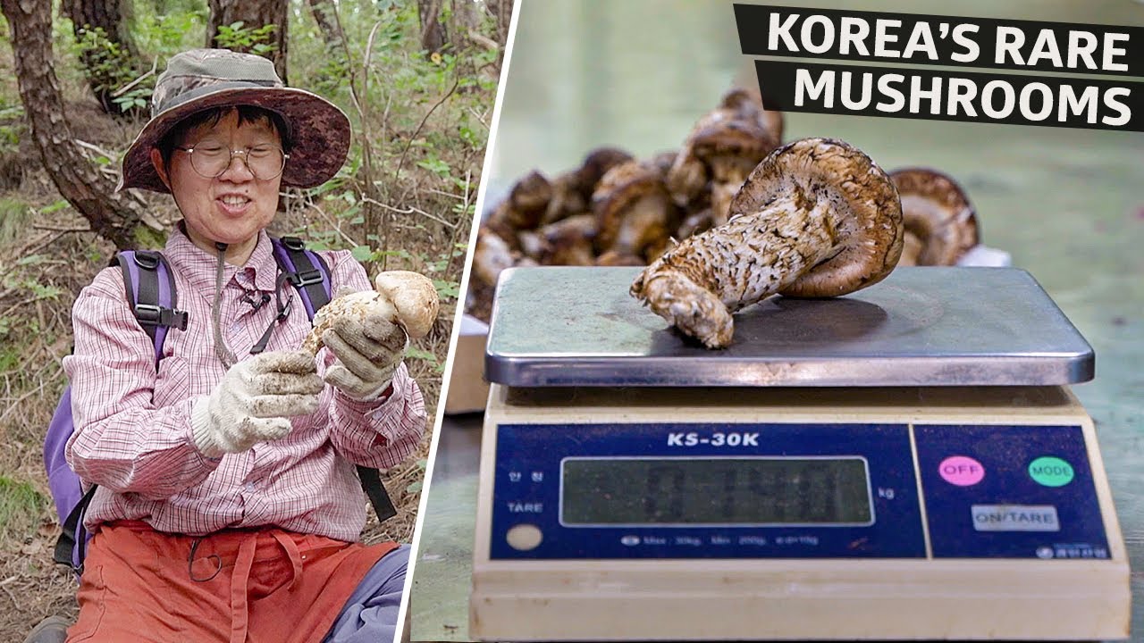 How Some of Korea's Most Expensive Mushrooms are Foraged Vendors
