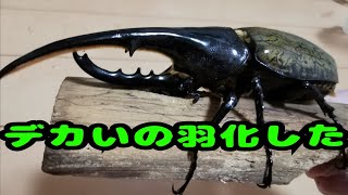 【カブトムシ】ヘラクレスオオカブト 掘り出し 2022年3月下旬