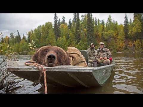 Alaskan brown bear hunt in the fall: Conservation Explained