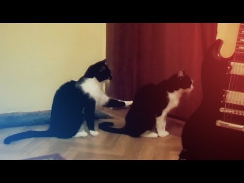 Romantischer Katzenfilm aus Russland [Video aus YouTube]