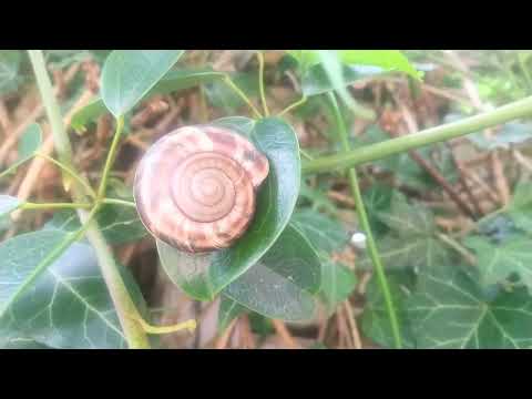 でんでんむし でむし