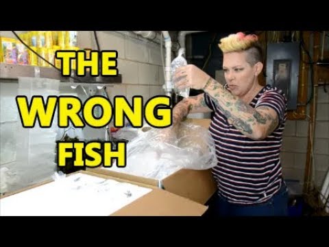 They sent the WRONG fish! A day in the life of a Fish Pimp