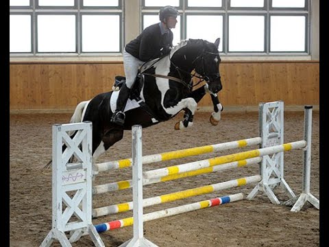 Colanyc (Cadeau Noir x Samenco K), HLP Springen (50-TT Neustadt-Dosse 2019) www.sportschecken.de