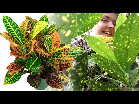 КРОТОН / КОДИЕУМуход в домашних условиях 🌿 Почему опадают листья?