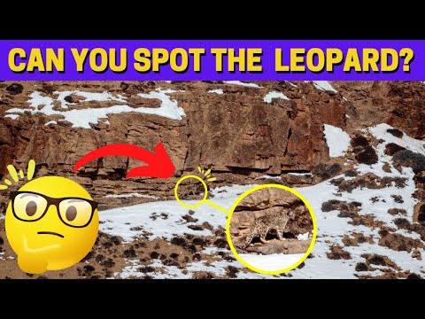 Find the Hidden Animals # 2