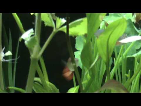 My first planted tropical fish tank Zobo Green