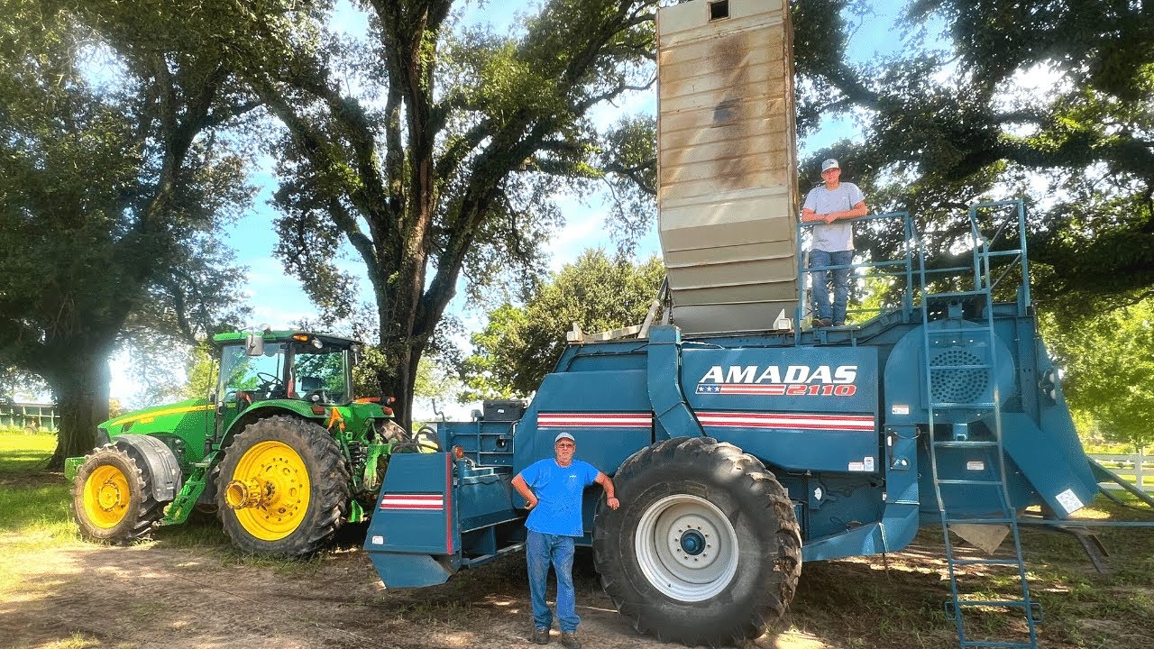 Almost Time for Peanut Harvest
