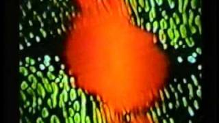 Sugarcubes - Chihuahua - Video Feedback Music