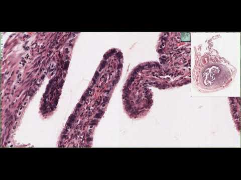 Histology of the Oviduct (Fallopian Tubes) 4K