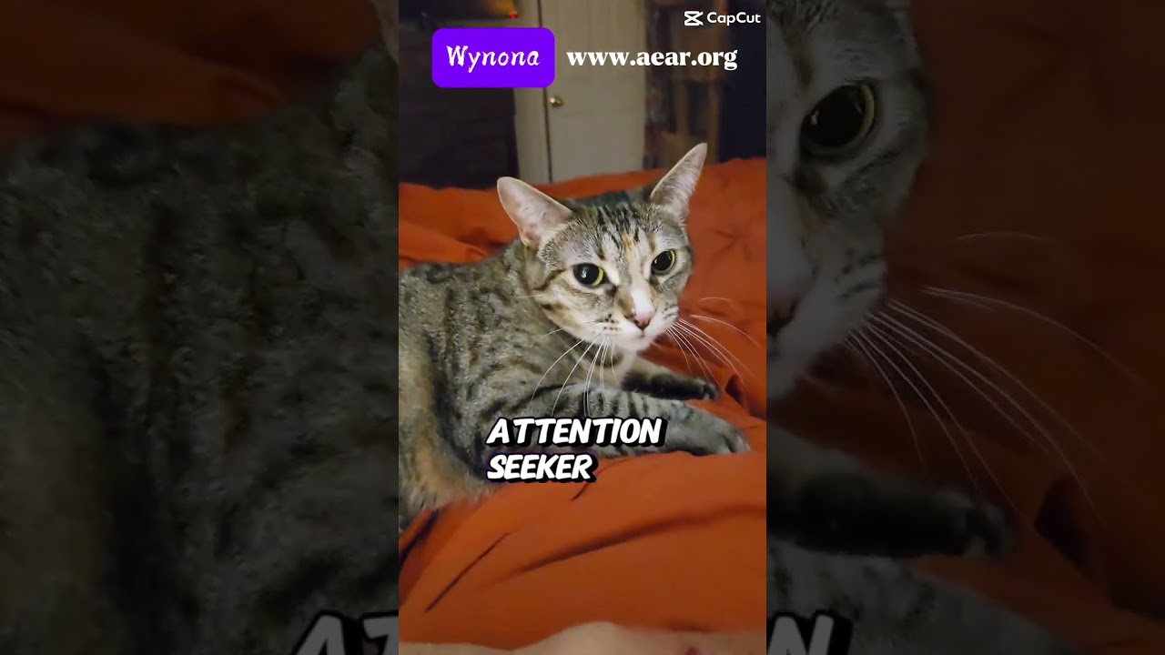 Enlarge Wynona (Winnie), a Adoptable mixed breed in Libertyville, IL video 6/6