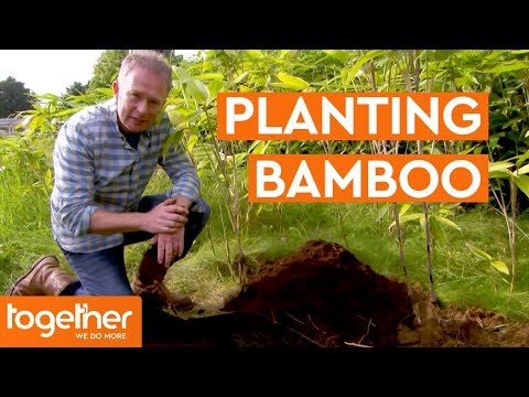 download lagu mp3 mp4 Best Way To Plant Bamboo, download lagu Best Way To Plant Bamboo gratis, unduh video klip Best Way To Plant Bamboo