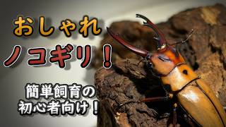 [オキピタリスノコギリクワガタ]三ツ星のこぎり！[産卵セット割り出し]