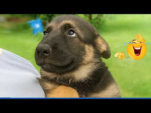 These Dogs Reactions Are TOO FUNNY 😂 Funny Dog Cat Videos 2026