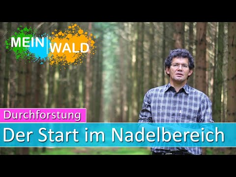 Stabilität für junge Fichtenwälder - Durchforstung #2