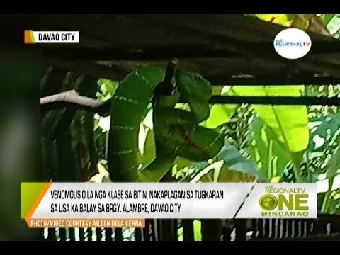One Mindanao: Hayop sa Balita