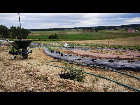 Vlog 11: "Oblačenje" gred za zelišča v geotekstil, oh, ta plevel, prva košnja trave in kopanje jarka